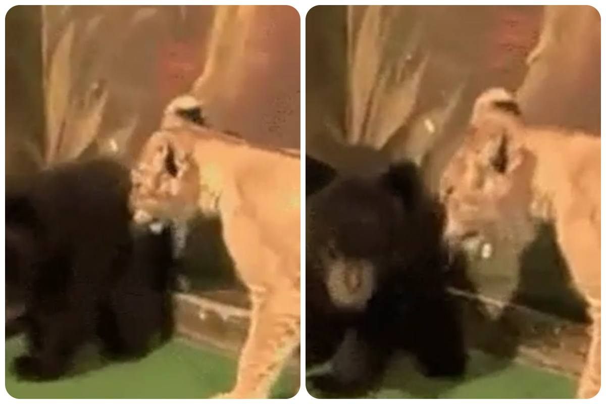 orso sorpreso dal leone