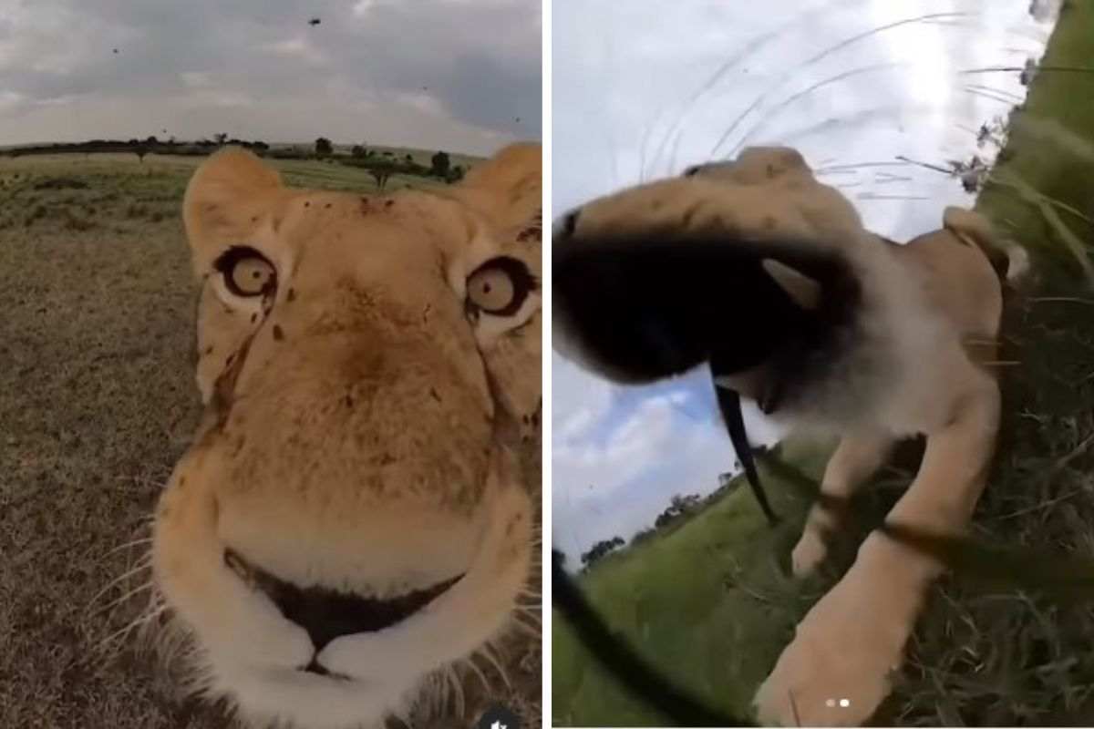 leone ruba telecamera