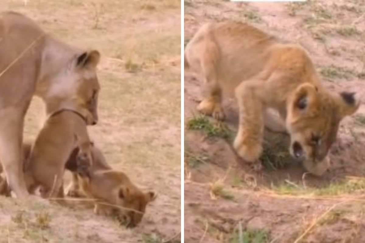 cucciolo di leone zoppo video