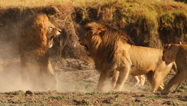 scontro tra leoni
