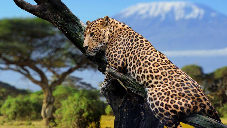 Furbizia leopardo