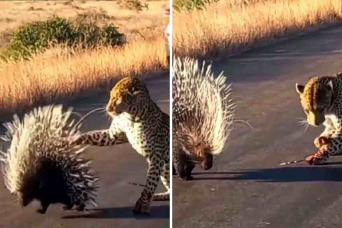 porcospino punge leopardo video