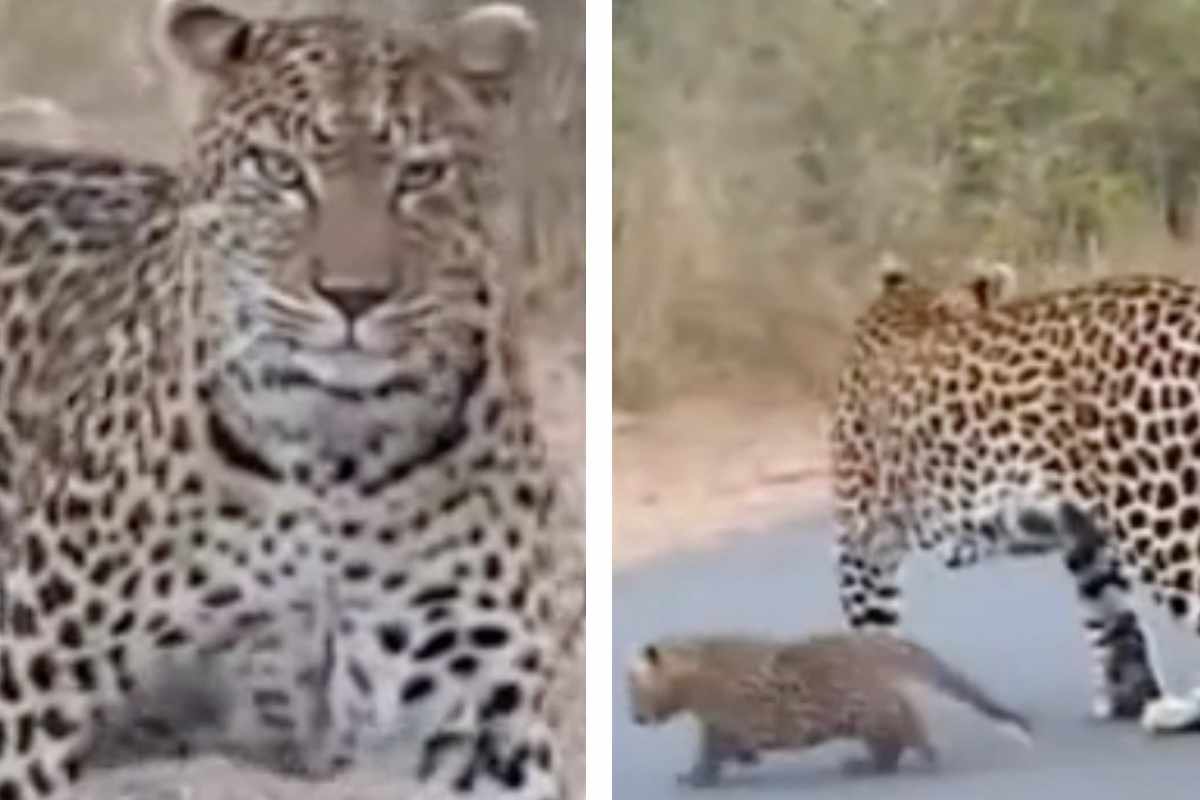 Gli insegnamenti di mamma leopardo ai cuccioli