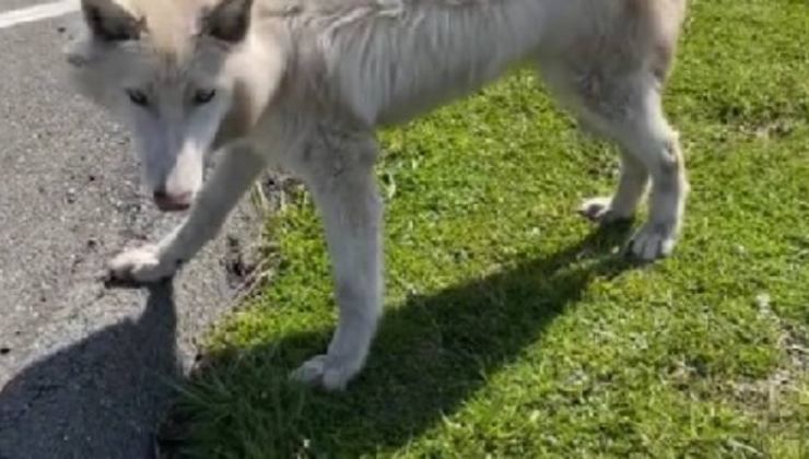 lupo bianco