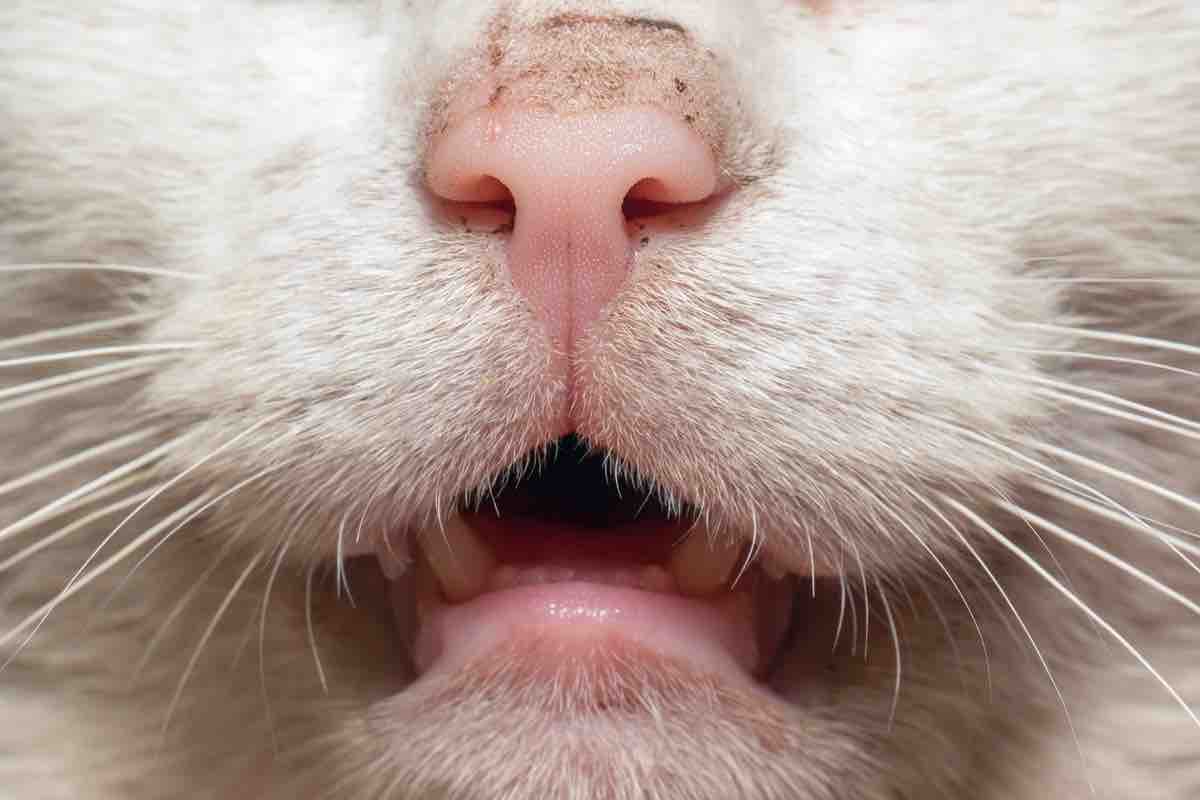 Gatto: come capire se ha mal di denti