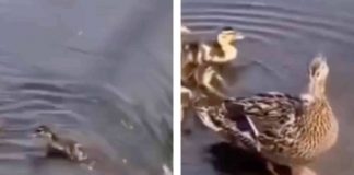 anatroccolo cade nella cascata reazione mamma video