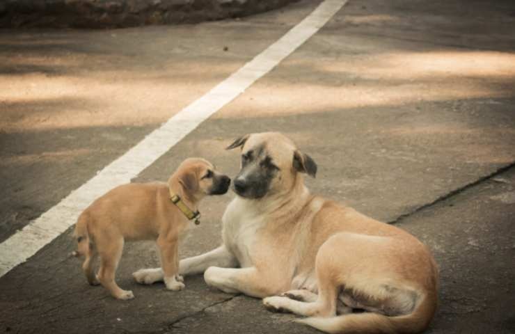 cucciolo di cane e la sua mamma