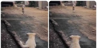 cane adottato rivede la mamma