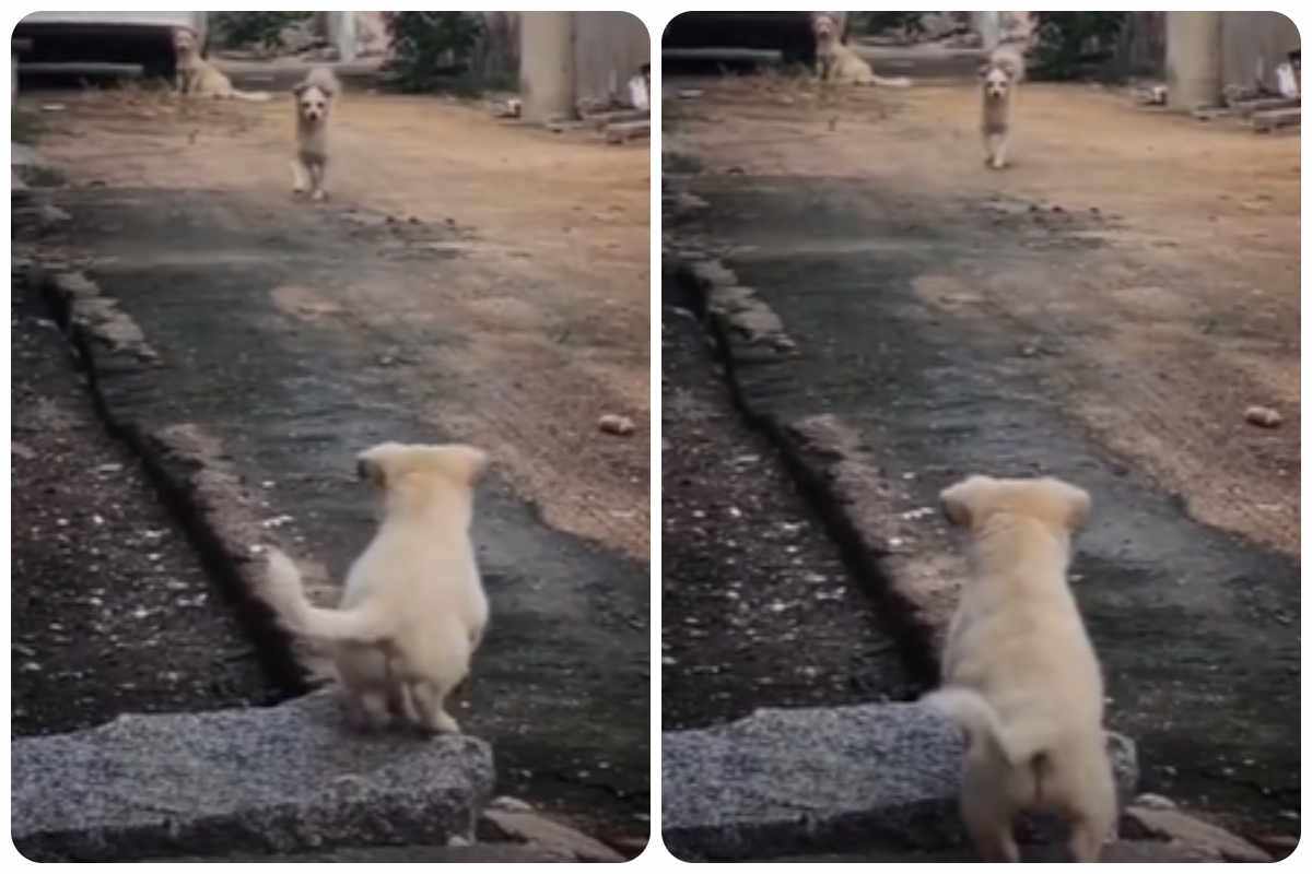 cane adottato rivede la mamma