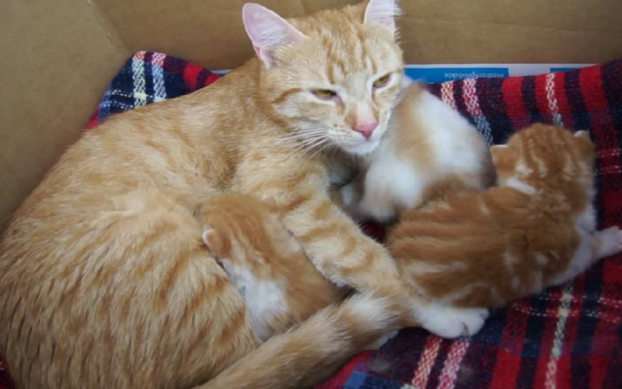 Mamma gatta parla ai suoi cuccioli: la sua dolcezza è indescrivibile  --- (Fonte immagine: https://www.velvetpets.it/wp-content/uploads/2023/09/mamma-gatta.jpg)