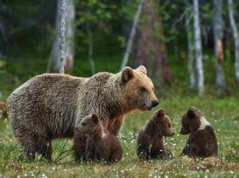 mamma orsa cuccioli