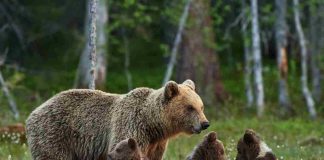 mamma orsa cuccioli