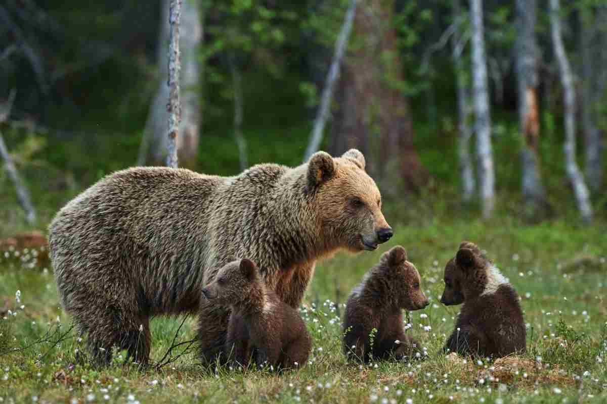 mamma orsa cuccioli