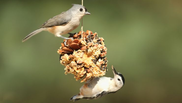 uccelli curiosi mangiatoia telecamere video