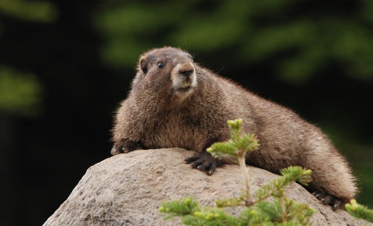 leggenda marmotta previsioni