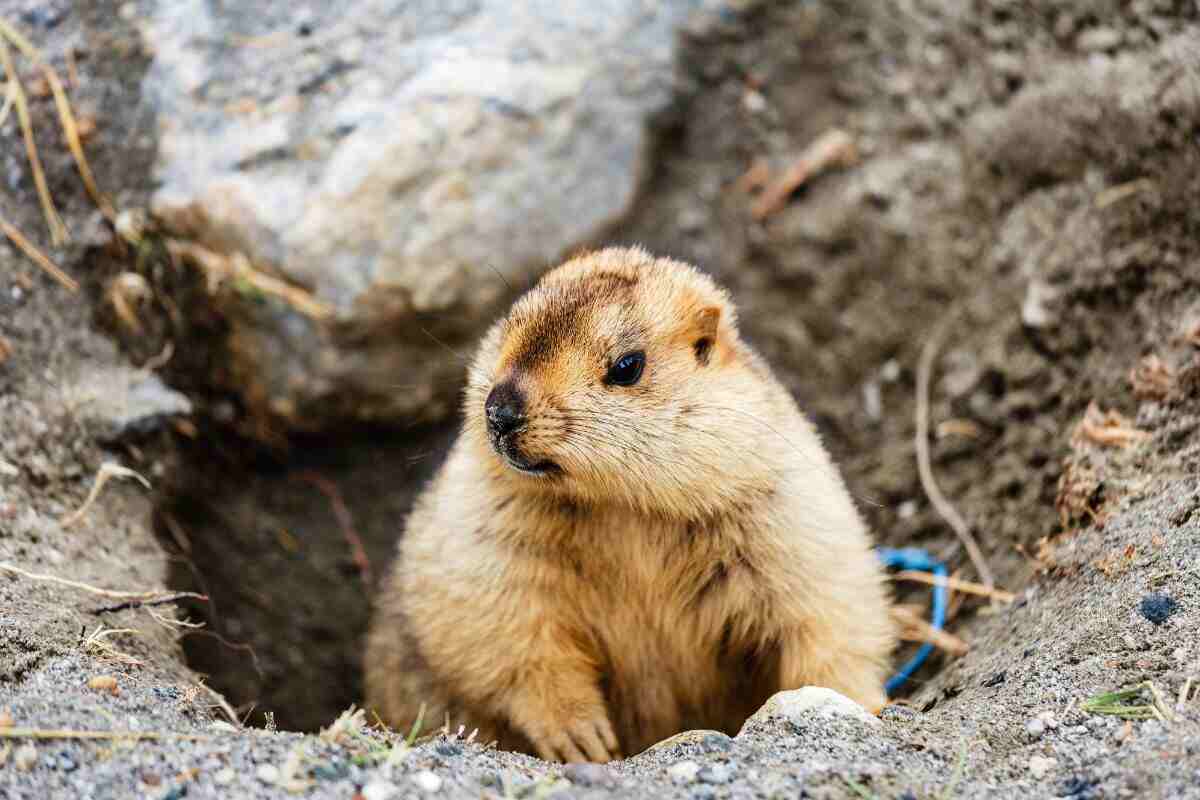 Il successo del Giorno della Marmotta grazie al film "Ricomincio da capo"