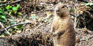 phil giorno della marmotta storia
