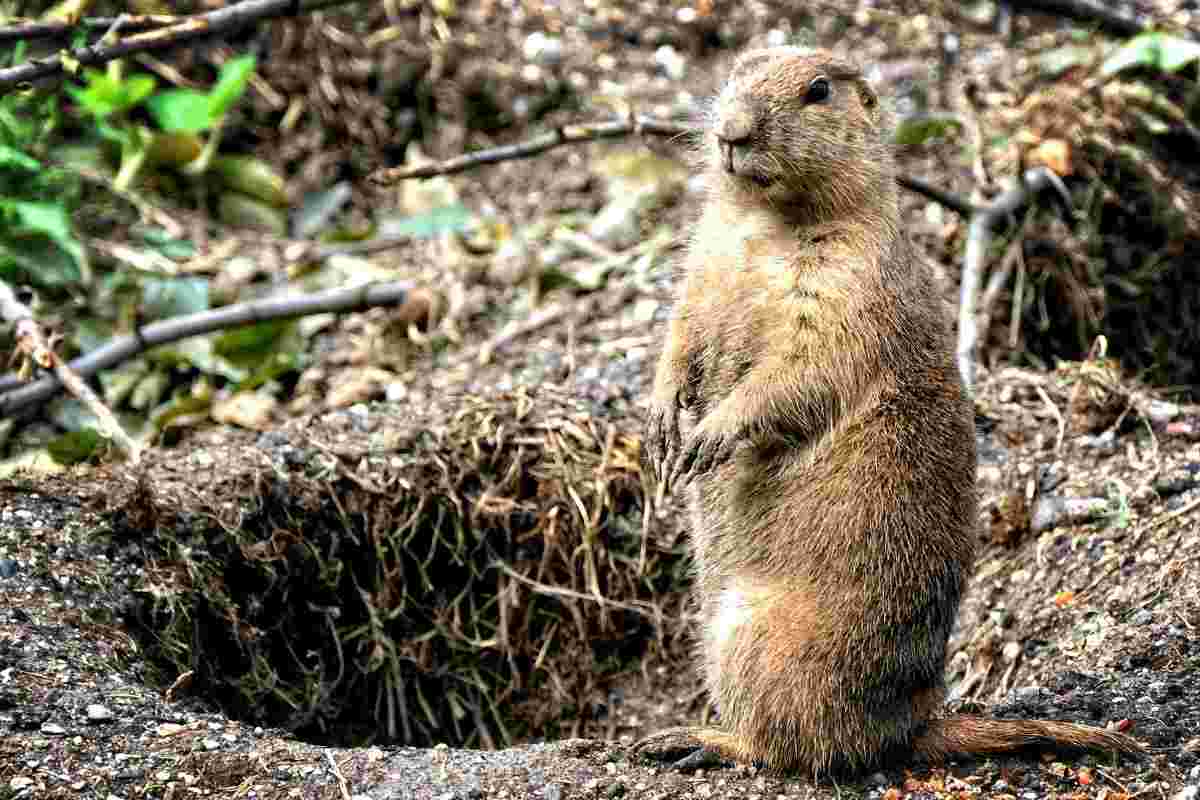 phil giorno della marmotta storia