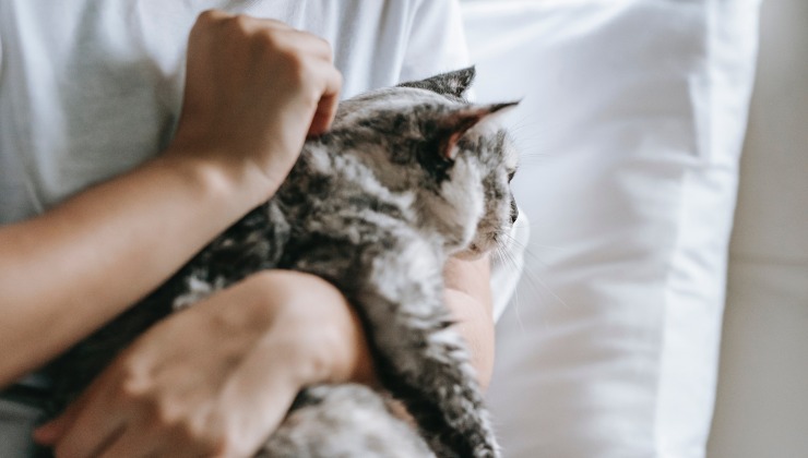massaggiare il gatto
