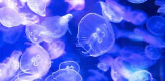 Meduse: una nuova scoperta su questi celenterati