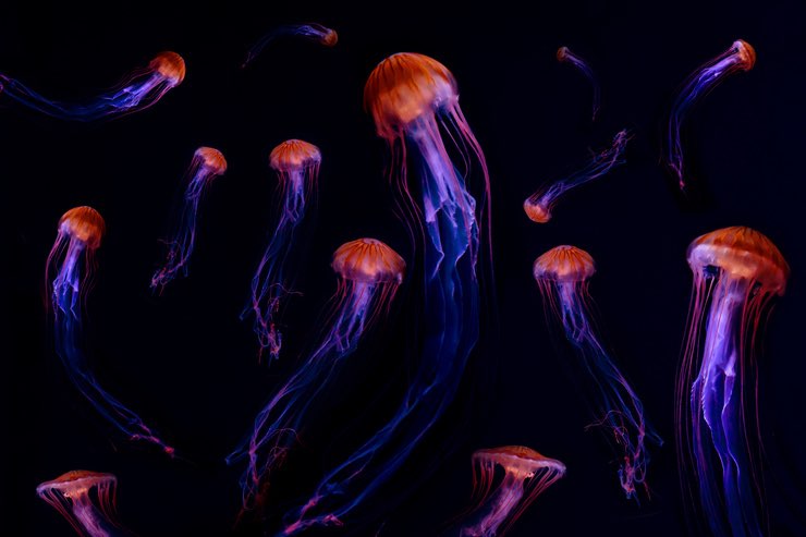 Meduse: sono animali molto intelligenti