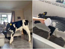 mucca fa il bagno