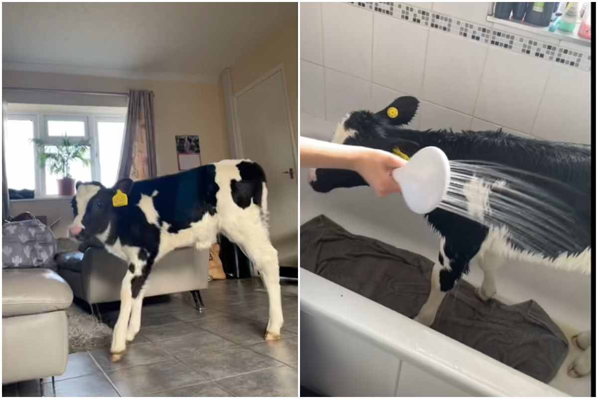 mucca fa il bagno