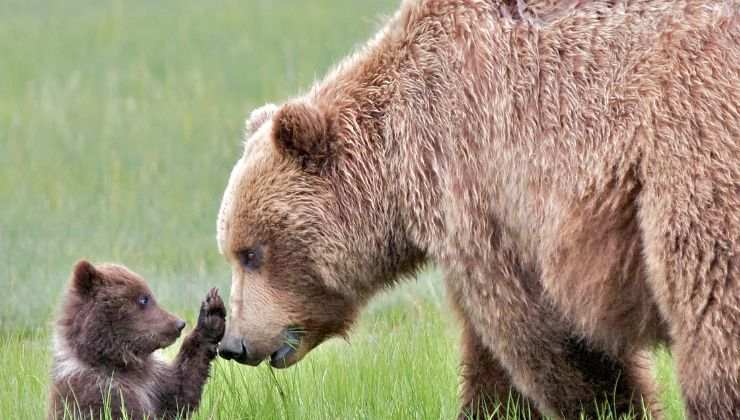 mamma orsa con il figlio