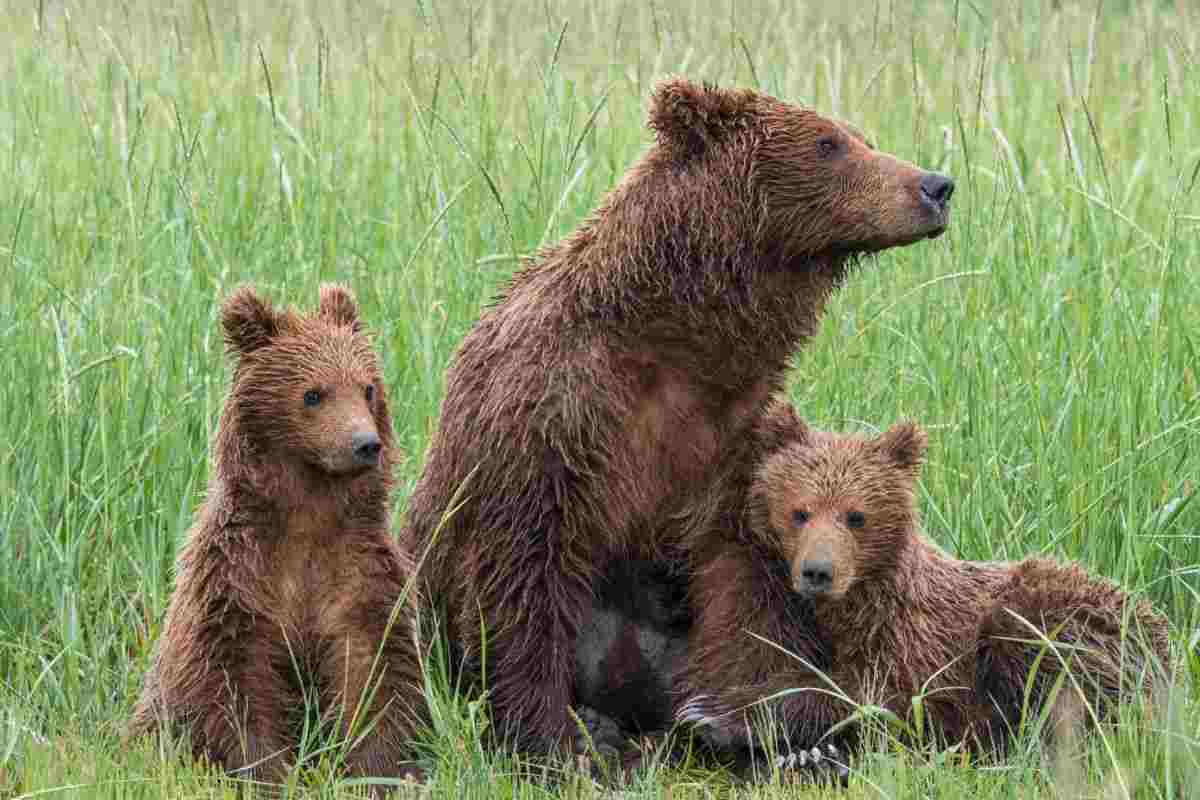mamma orso salva i cuccioli video