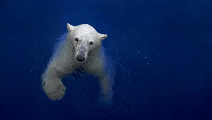 orso bianco in acqua danza video