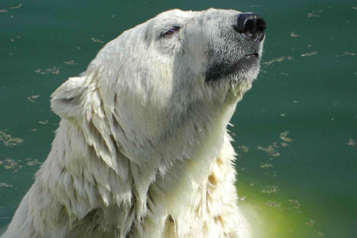 orso bianco in acqua danza video