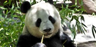 Panda cade dalla montagna video