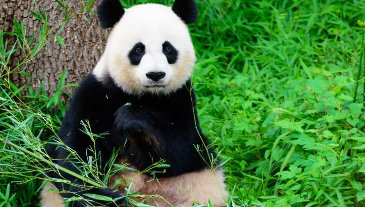 panda che fa sport video ginnastica