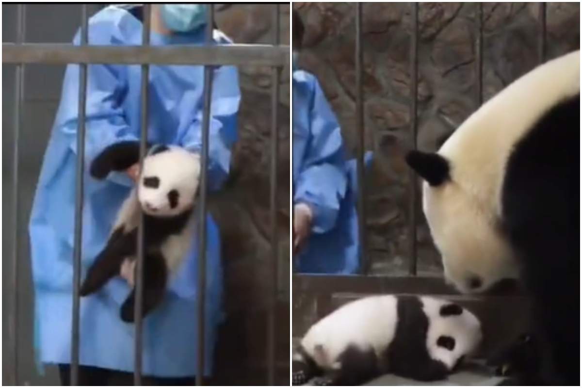 mamma panda cucciolo coccole video dolce divertente