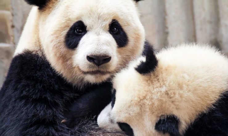 mamma panda cucciolo