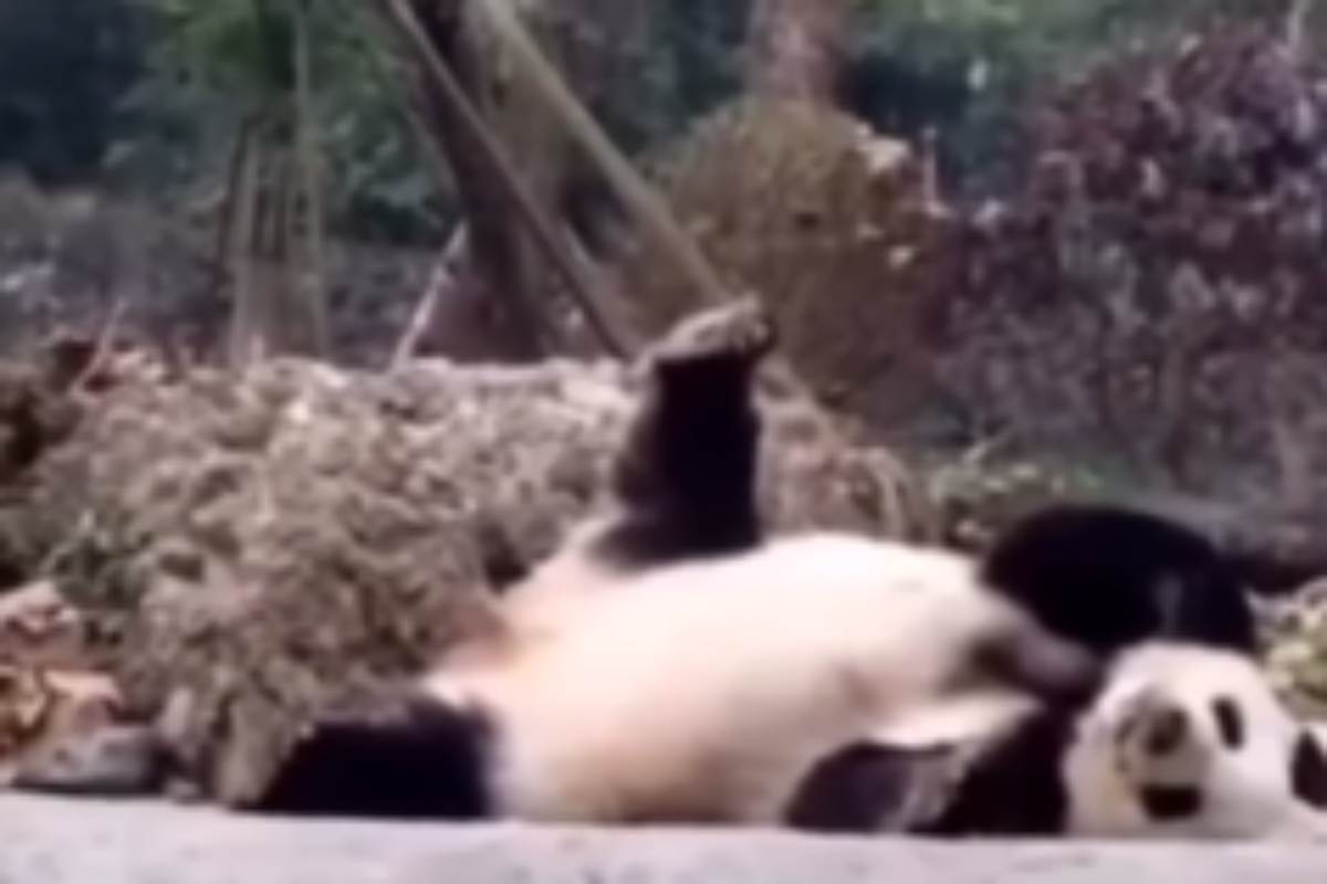 panda che fa sport video ginnastica