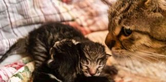 mamma gatta con cuccioli reazione papà video