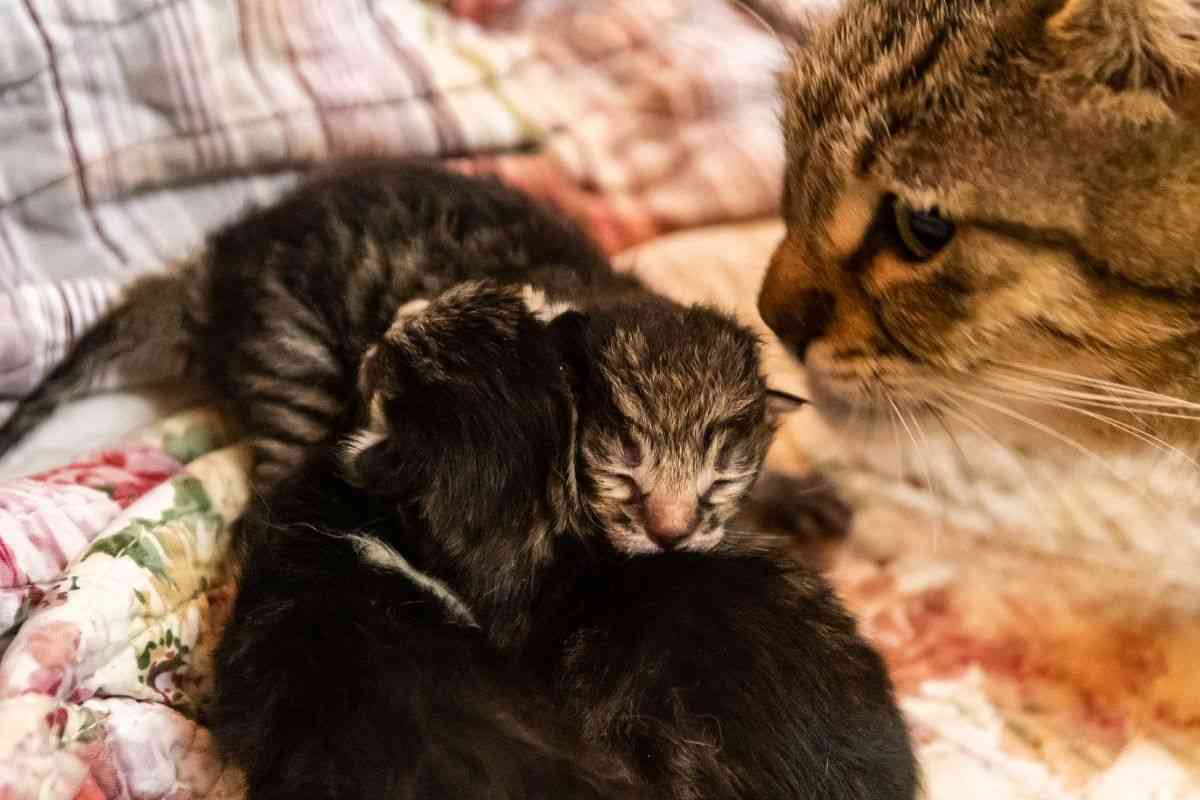 mamma gatta con cuccioli reazione papà video