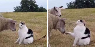 pecora e gatto litigano video