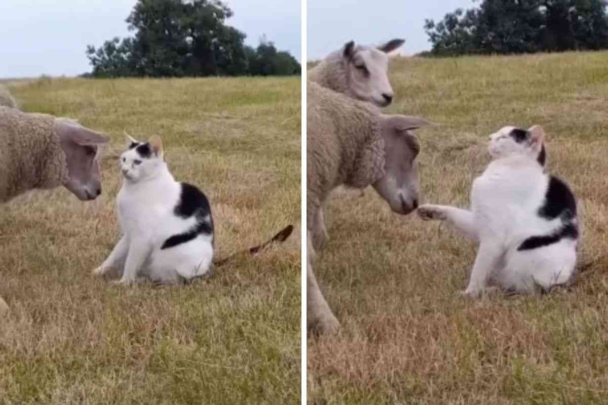 pecora e gatto litigano video