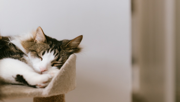 Animali domestici in fin di vita
