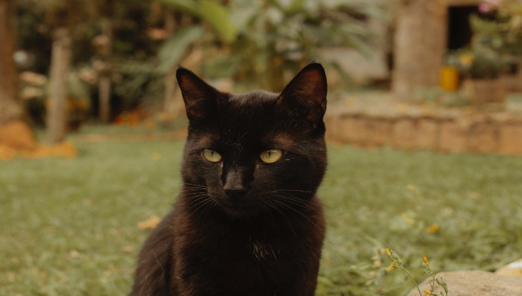 Felino porta con sé il topo