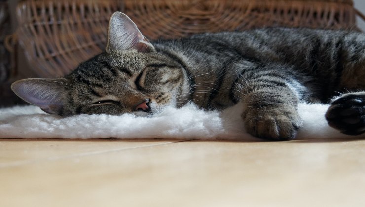 Micio e il vomito con schiuma bianca