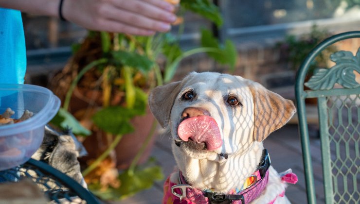 Perché Fido ci lecca viso mani e piedi