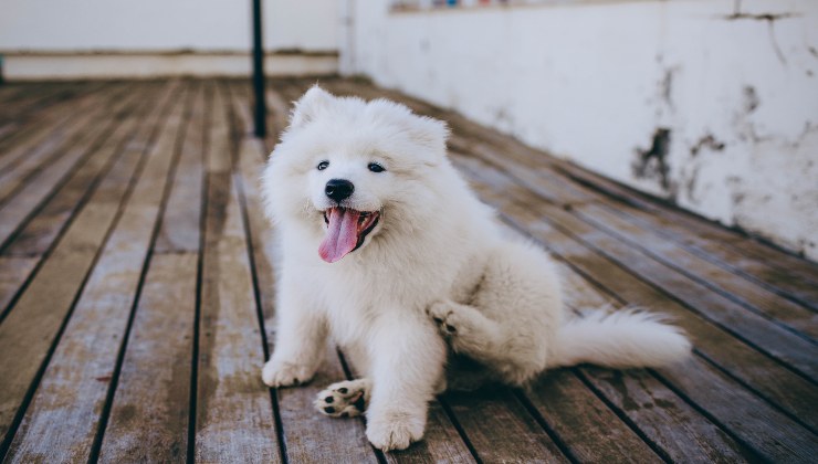 Fido si lecca il sedere di continuo