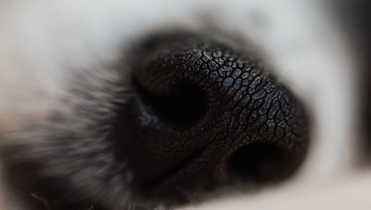 Il naso asciutto del cagnolino