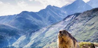 La leggenda della marmotta Phil