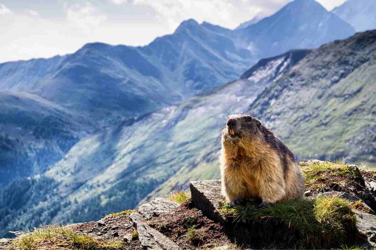 La leggenda della marmotta Phil