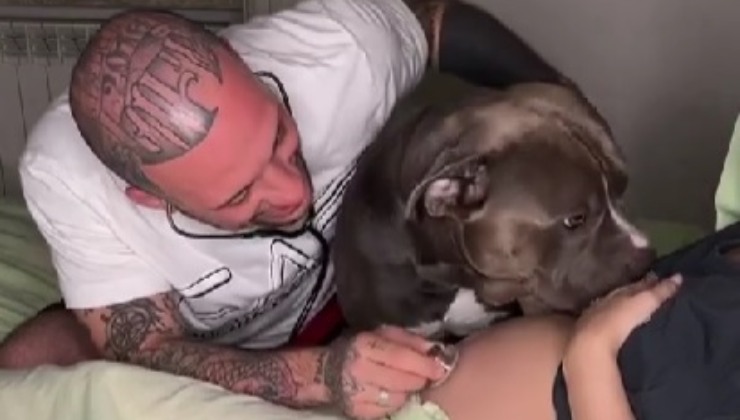 Cane capisce che arriverà un bambino