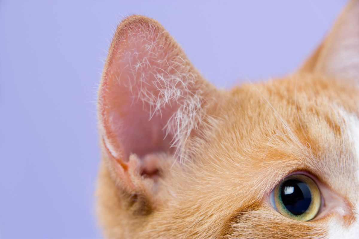 posizione orecchie gatto